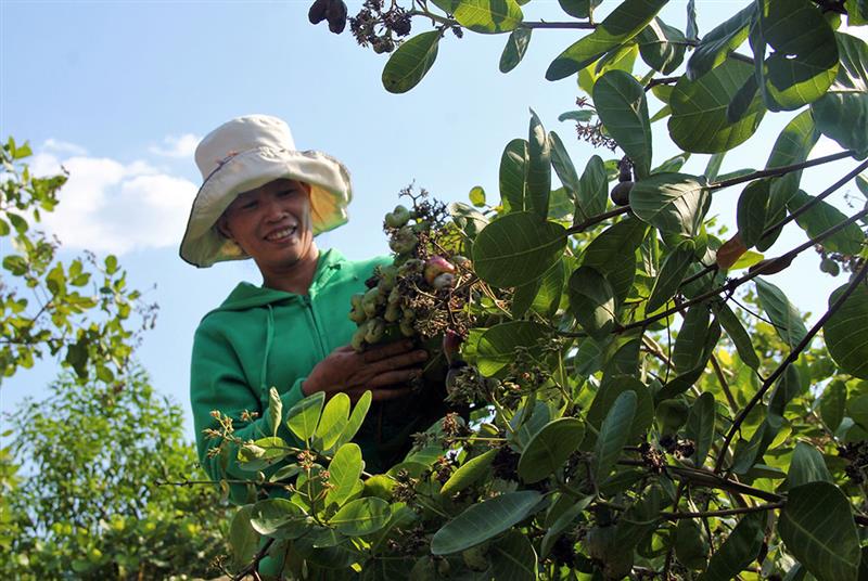 Hơn 80% diện tích cây điều của xã Mađaguôi đã được chuyển đổi sang điều ghép. Ảnh: K.P