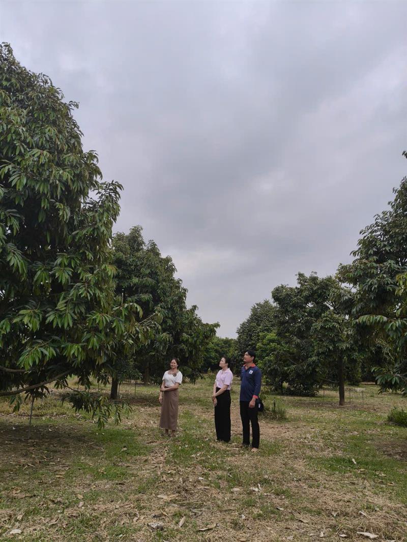 Nhân viên NHCSXH thăm vườn cùng bà con nông dân