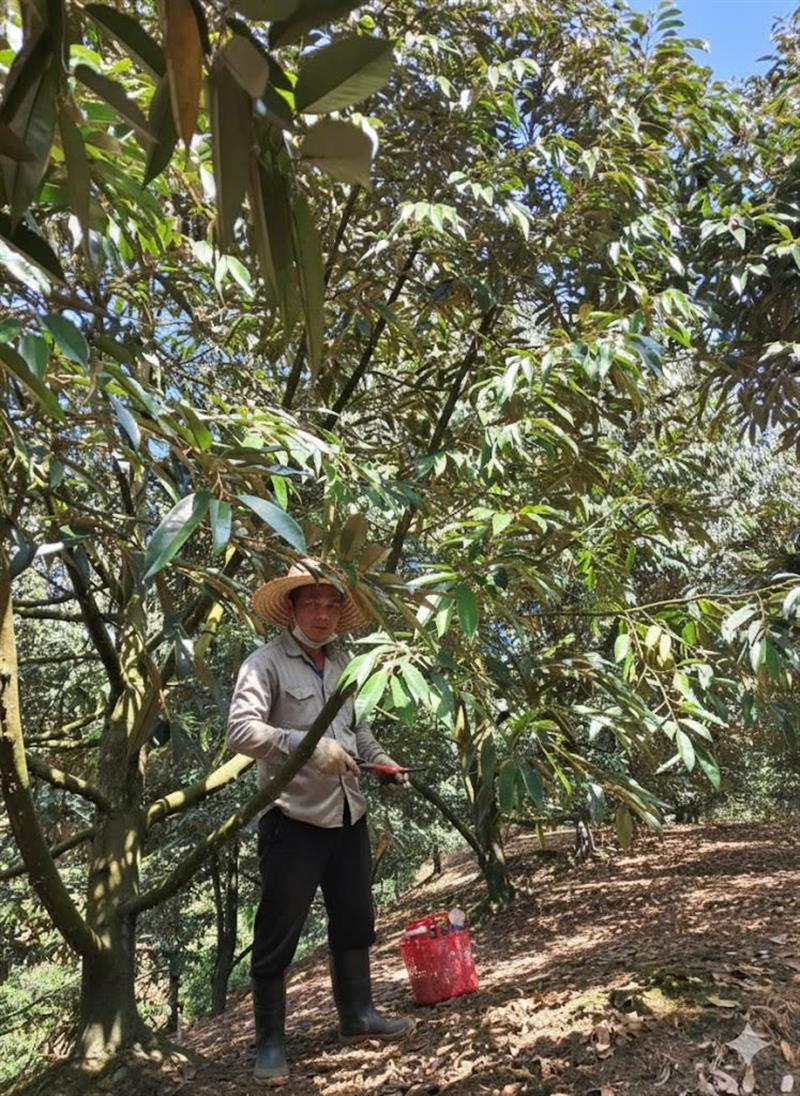 Ông Trần Văn Chung, nông dân thôn 12 đang chăm sóc vườn sầu riêng của gia đình