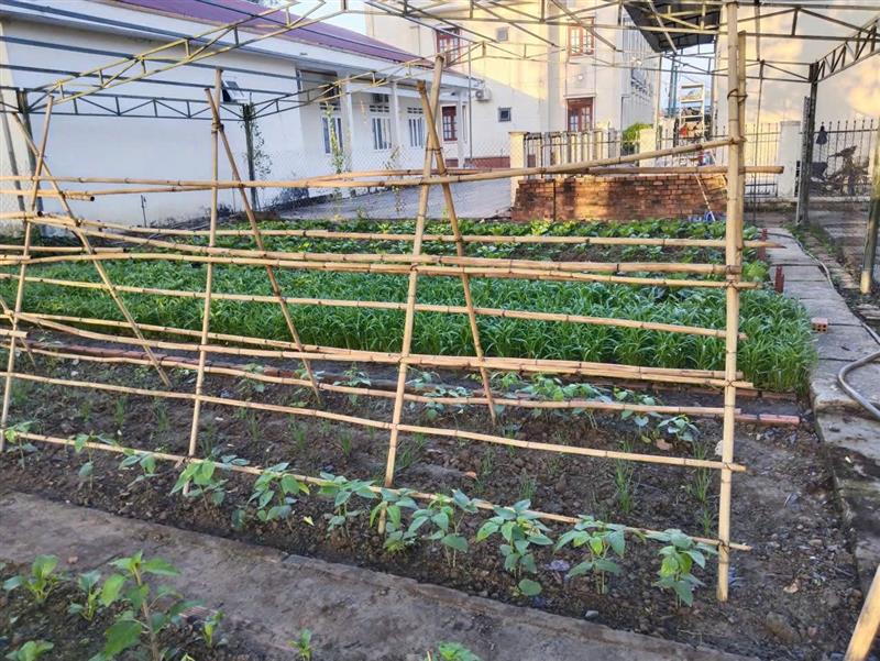 Vườn tăng gia sản xuất của cán bộ chiến sĩ BCHQS xã Vườn tăng gia sản xuất của cán bộ chiến sĩ BCHQS xã