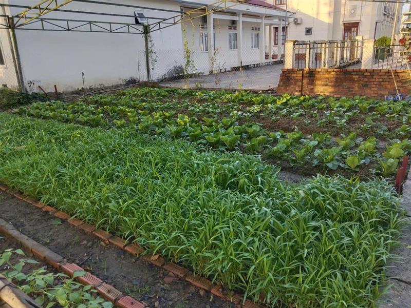 Vườn tăng gia sản xuất của cán bộ chiến sĩ BCHQS xã Vườn tăng gia sản xuất của cán bộ chiến sĩ BCHQS xã
