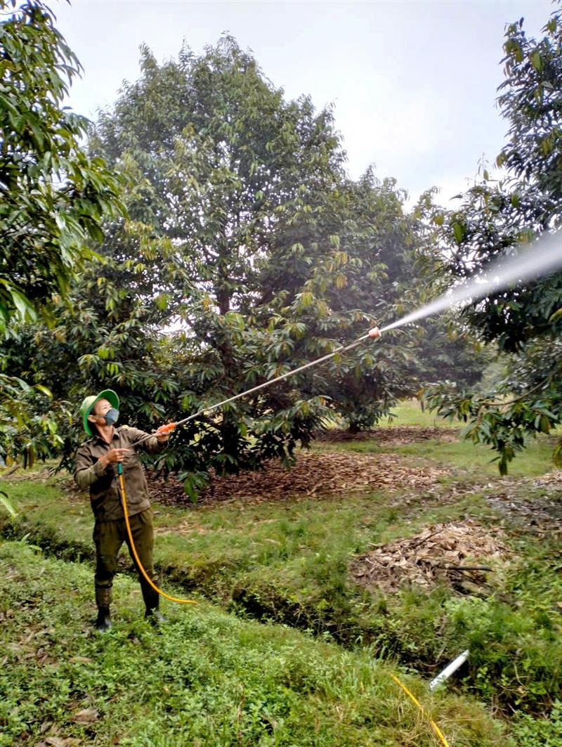 Ông Nguyễn Văn Hoa, nông dân Thôn 19 đang chăm sóc vườn sầu riêng của gia đình Ông Nguyễn Văn Hoa, nông dân Thôn 19 đang chăm sóc vườn sầu riêng của gia đình