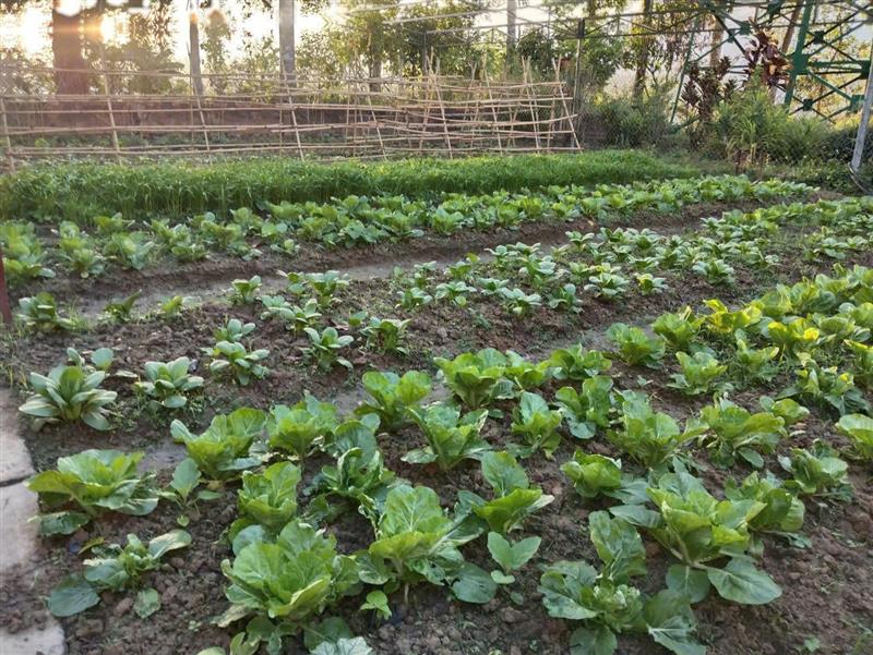 Vườn tăng gia sản xuất của cán bộ chiến sĩ BCHQS xã Vườn tăng gia sản xuất của cán bộ chiến sĩ BCHQS xã