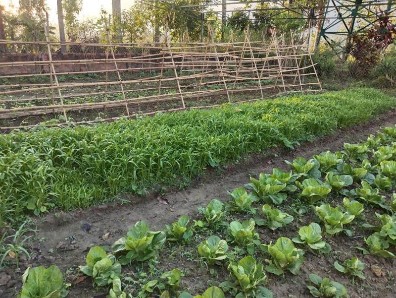 Vườn tăng gia sản xuất của cán bộ chiến sĩ BCHQS xã Vườn tăng gia sản xuất của cán bộ chiến sĩ BCHQS xã