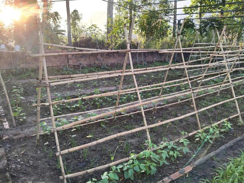 Vườn tăng gia sản xuất của cán bộ chiến sĩ BCHQS xã Vườn tăng gia sản xuất của cán bộ chiến sĩ BCHQS xã